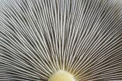 denne zwavelkop (hypholoma capnoides) 11-2024 1779